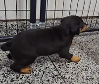 Sierra, a female Doberman Pinscher for sale in Mchenry, IL – 3 of 6