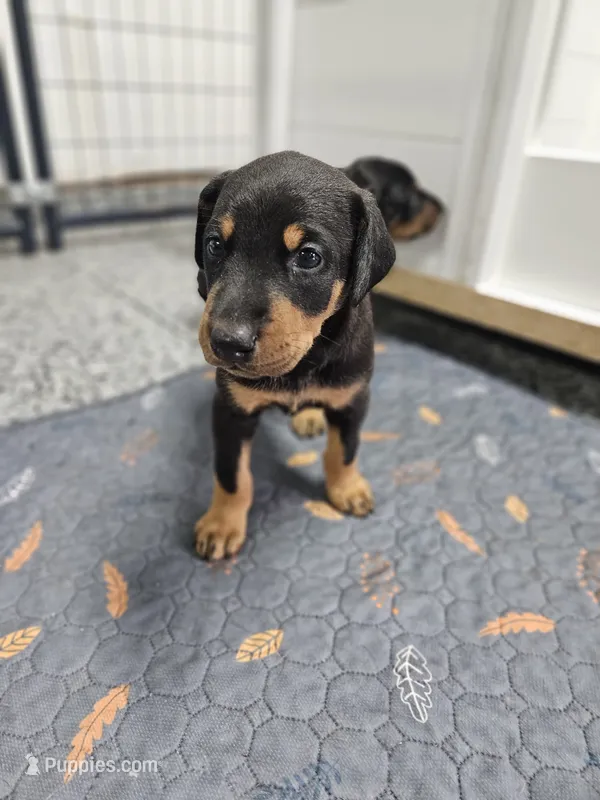 Sierra – Doberman Pinscher puppy for sale in Mchenry, IL