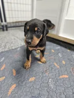 Sierra, a female Doberman Pinscher for sale in Mchenry, IL – 1 of 6