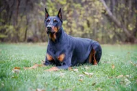 Doberman Puppies, a  Doberman Pinscher for sale in Mchenry, IL – 3 of 10
