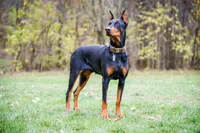 Doberman Puppies, a  Doberman Pinscher for sale in Mchenry, IL – 4 of 10