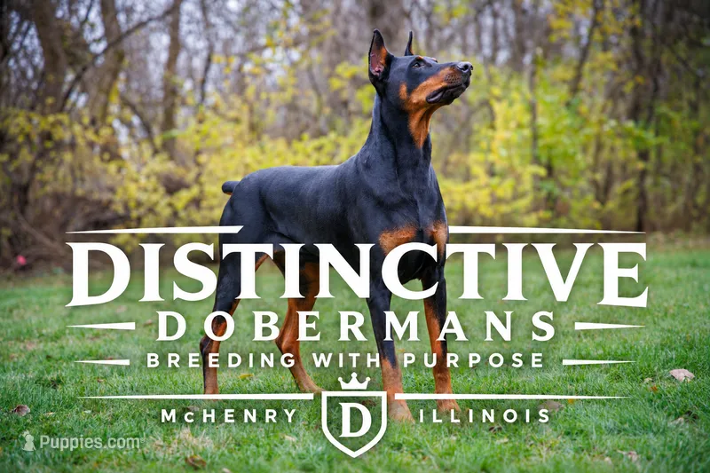 Doberman Puppies – Doberman Pinscher puppy for sale in Mchenry, IL