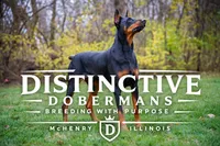 Doberman Puppies, a  Doberman Pinscher for sale in Mchenry, IL – 1 of 10