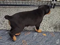 Sierra, a female Doberman Pinscher for sale in Mchenry, IL – 5 of 6