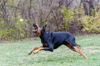 Doberman Puppies, a  Doberman Pinscher for sale in Mchenry, IL – 5 of 10