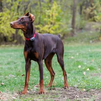 American Dobermans, a  Doberman Pinscher for sale in McHenry, IL – Photo 8 of 10