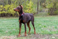 American Dobermans, a  Doberman Pinscher for sale in McHenry, IL – Photo 8 of 10
