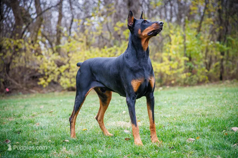 American Dobermans