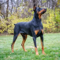 American Dobermans, a  Doberman Pinscher for sale in McHenry, IL – Photo 1 of 10