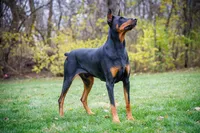 American Dobermans, a  Doberman Pinscher for sale in McHenry, IL – Photo 1 of 10