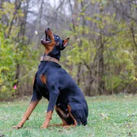 American Dobermans, a  Doberman Pinscher for sale in McHenry, IL – Photo 10 of 10