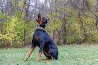 American Dobermans, a  Doberman Pinscher for sale in McHenry, IL – Photo 10 of 10