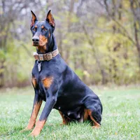 American Dobermans, a  Doberman Pinscher for sale in McHenry, IL – Photo 7 of 10