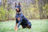 American Dobermans, a  Doberman Pinscher for sale in McHenry, IL – Photo 7 of 10