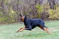 American Dobermans, a  Doberman Pinscher for sale in McHenry, IL – Photo 9 of 10