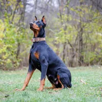 American Dobermans, a  Doberman Pinscher for sale in McHenry, IL – Photo 3 of 10
