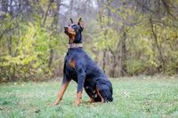 American Dobermans, a  Doberman Pinscher for sale in McHenry, IL – Photo 3 of 10