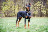 American Dobermans, a  Doberman Pinscher for sale in McHenry, IL – Photo 4 of 10