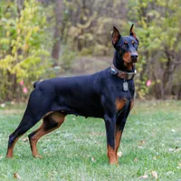 American Dobermans, a  Doberman Pinscher for sale in McHenry, IL – Photo 5 of 10