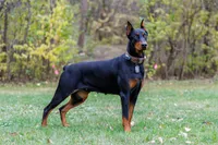 American Dobermans, a  Doberman Pinscher for sale in McHenry, IL – Photo 5 of 10
