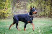 American Dobermans, a  Doberman Pinscher for sale in McHenry, IL – Photo 2 of 10