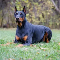 American Dobermans, a  Doberman Pinscher for sale in McHenry, IL – Photo 6 of 10