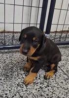 Sierra, a female Doberman Pinscher for sale in Mchenry, IL – 4 of 6
