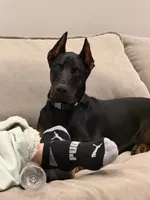 Doberman Puppies, a  Doberman Pinscher for sale in Mchenry, IL – 10 of 10