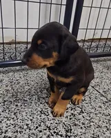 Sierra, a female Doberman Pinscher for sale in Mchenry, IL – 6 of 6