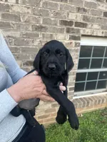 Golden doodle lab mix male 5, a male Goldendoodle and Labrador Retriever for sale in Lynchburg City, VA – Photo 1 of 6