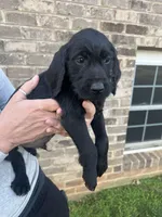 Golden doodle lab mix male 5, a male Goldendoodle and Labrador Retriever for sale in Lynchburg City, VA – Photo 4 of 6