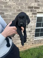 Golden doodle lab mix male 5, a male Goldendoodle and Labrador Retriever for sale in Lynchburg City, VA – Photo 3 of 6