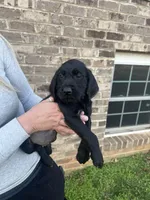 Golden doodle lab mix male 5, a male Goldendoodle and Labrador Retriever for sale in Lynchburg City, VA – Photo 2 of 6