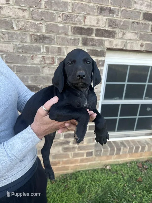 Gold doodle lab mix Male 2 – Goldendoodle, Labrador Retriever puppy for sale in Lynchburg City, VA