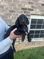 Gold doodle lab mix Male 2, a male Goldendoodle and Labrador Retriever for sale in Lynchburg City, VA – Photo 1 of 5