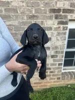 Gold doodle lab mix Male 2, a male Goldendoodle and Labrador Retriever for sale in Lynchburg City, VA – Photo 3 of 5