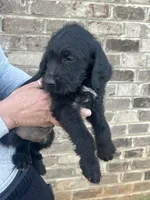 Golden doodle lab mix male 4, a male Goldendoodle and Labrador Retriever for sale in Lynchburg City, VA – Photo 3 of 7