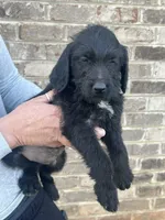 Golden doodle lab mix male 4, a male Goldendoodle and Labrador Retriever for sale in Lynchburg City, VA – Photo 2 of 7
