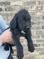 Golden doodle lab mix male 4, a male Goldendoodle and Labrador Retriever for sale in Lynchburg City, VA – Photo 1 of 7