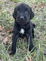 Golden doodle lab mix male 4, a male Goldendoodle and Labrador Retriever for sale in Lynchburg City, VA – Photo 5 of 7