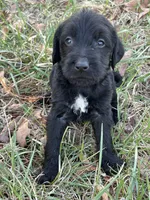 Golden doodle lab mix male 4, a male Goldendoodle and Labrador Retriever for sale in Lynchburg City, VA – Photo 4 of 7