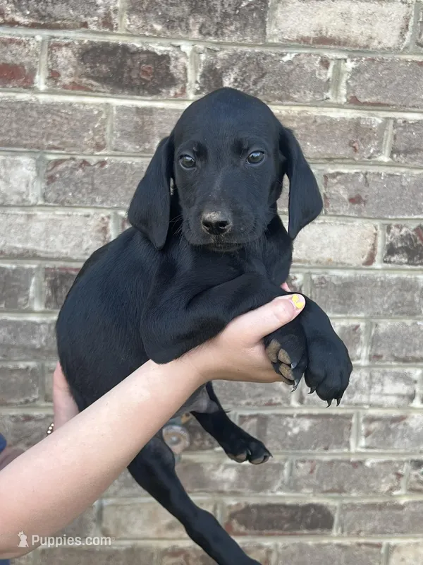 Golden doodle Mix Male 1 – Goldendoodle, Labrador Retriever puppy for sale in Lynchburg City, VA