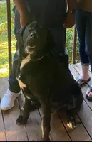 Golden doodle Mix Male 1, a male Goldendoodle and Labrador Retriever for sale in Lynchburg City, VA – Photo 5 of 5