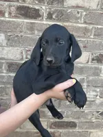 Golden doodle Mix Male 1, a male Goldendoodle and Labrador Retriever for sale in Lynchburg City, VA – Photo 2 of 5