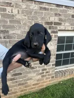 Golden doodle Mix Male 1, a male Goldendoodle and Labrador Retriever for sale in Lynchburg City, VA – Photo 3 of 5