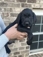 Golden doodle lab mix male 3, a female Goldendoodle and Labrador Retriever for sale in Lynchburg City, VA – Photo 2 of 5