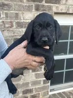 Golden doodle lab mix male 3, a female Goldendoodle and Labrador Retriever for sale in Lynchburg City, VA – Photo 3 of 5