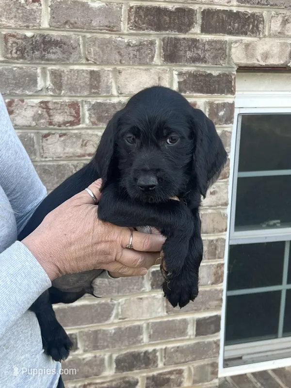 Golden doodle lab mix male 3 – Goldendoodle, Labrador Retriever puppy for sale in Lynchburg City, VA
