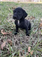 Golden doodle lab mix female 1, a female Goldendoodle and Labrador Retriever for sale in Lynchburg City, VA – Photo 3 of 6