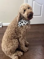 Golden doodle lab mix female 1, a female Goldendoodle and Labrador Retriever for sale in Lynchburg City, VA – Photo 5 of 6